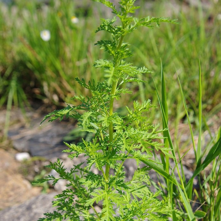 Semillas de Artemisia annua la planta de Ajenjo dulce o chino malaria
