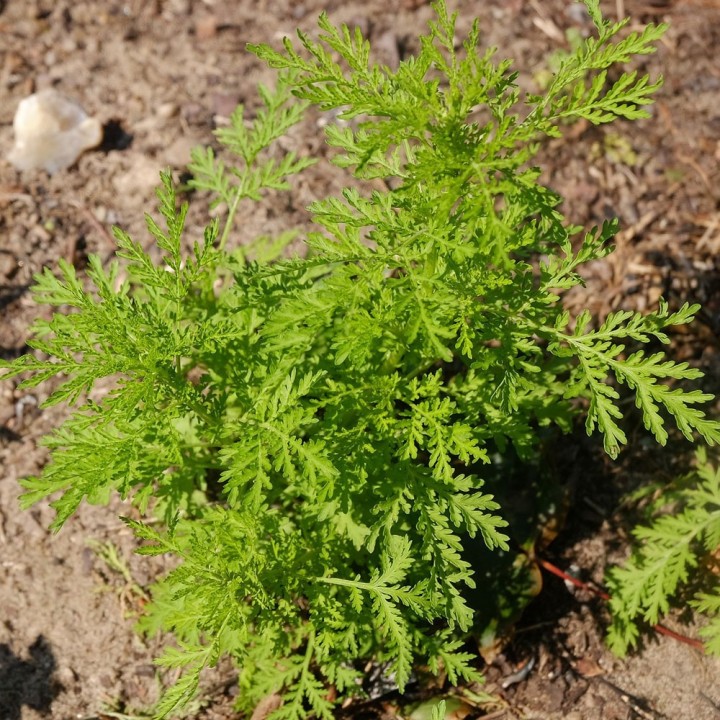 Semillas de Artemisia annua la planta de Ajenjo dulce o chino malaria