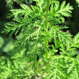 semillas de Artemisia annua