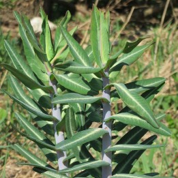 semillas Euphorbia lathyris