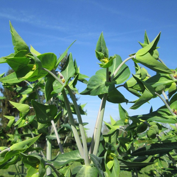 Semillas de Tártago (Euphorbia lathyris) | Especialistas en semillas