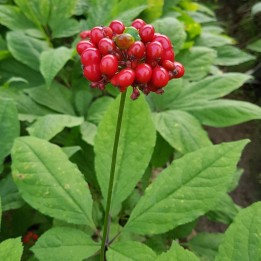 Panax ginseng semillas