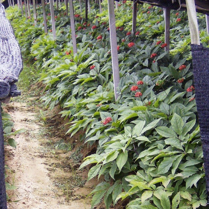 plantacion de ginseng