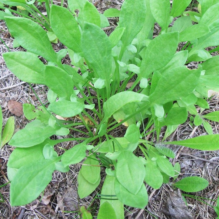 semillas de Rumex acetosella