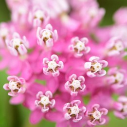 semillas de Asclepias incarnata
