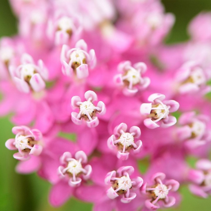 semillas de Asclepias incarnata
