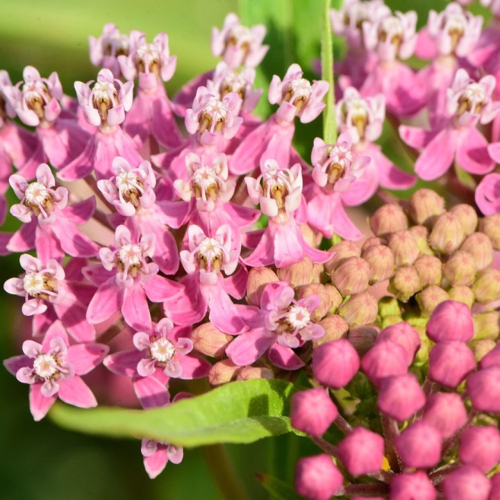 Semillas de Asclepias incarnata