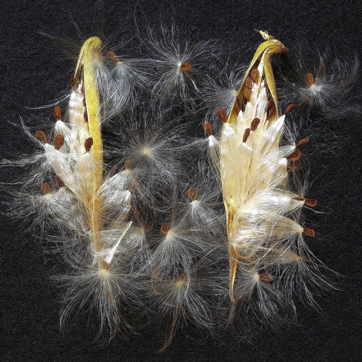Semillas de Asclepias tuberosa Amarilla | Tienda de semillas