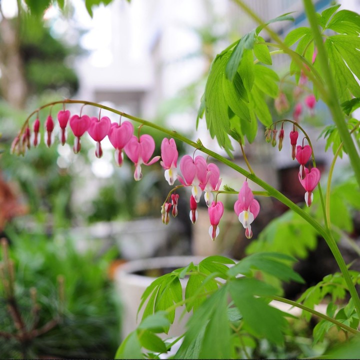 Semillas de Flor del corazón Dicentra spectabilis Lamprocapnos Comprar Corazón sangrante