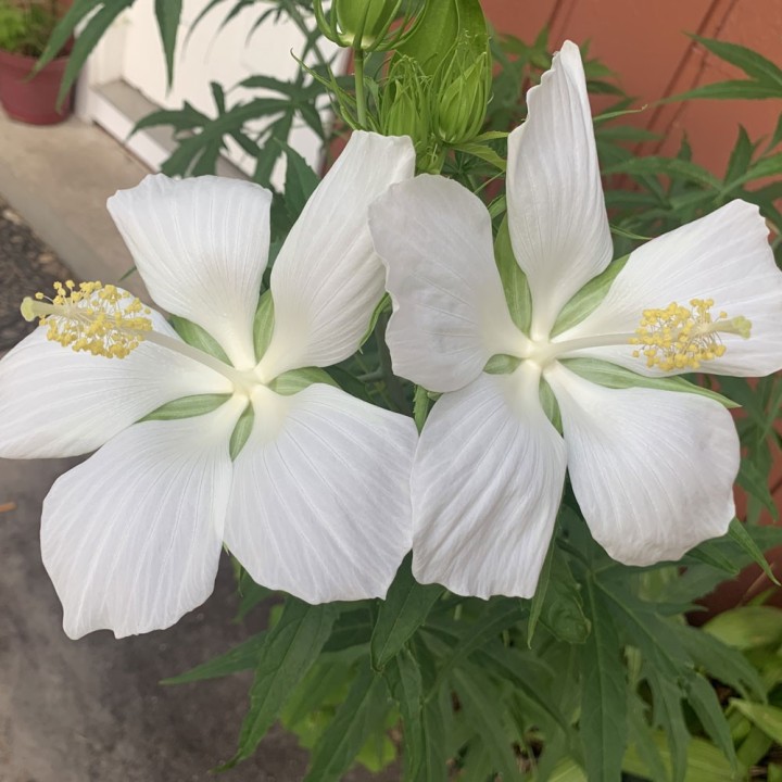 Semillas de Hibiscus coccineus blanco (Hibiscus coccineus f. albiflorus)
