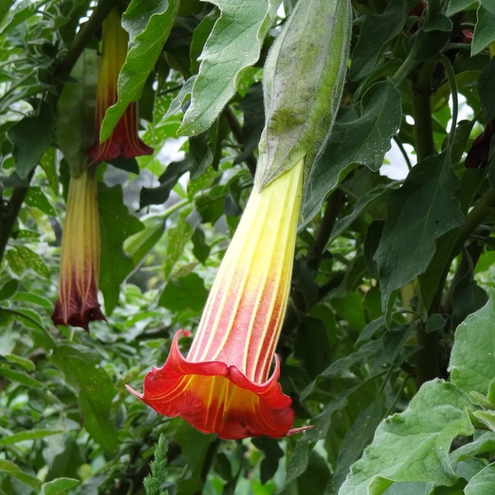 semillas de Brugmansia sanguinea