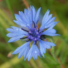 Azulejo 'Azul' - Sobre 150 semillas