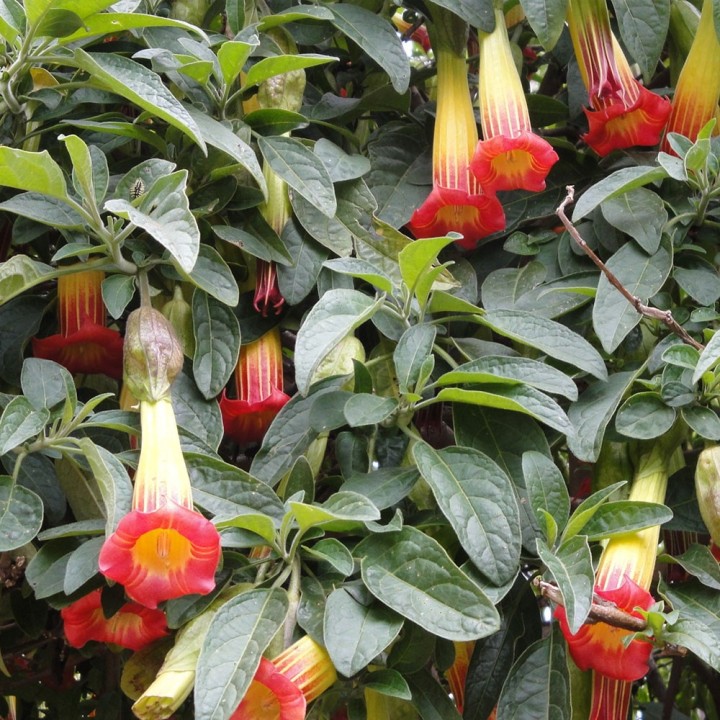 Brugmansia roja - Semillas