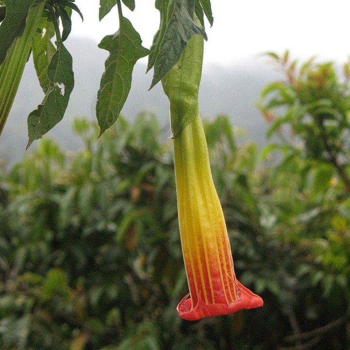 Compra semillas de Brugmansia roja (Brugmansia sanguinea) - Flor exótica para tu jardín