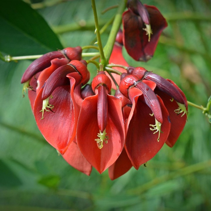 Árbol coral - Semillas