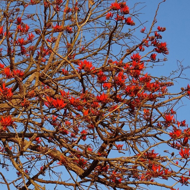 Compra semillas de Erythrina caffra (Árbol Coral) - Planta ornamental para jardines soleados