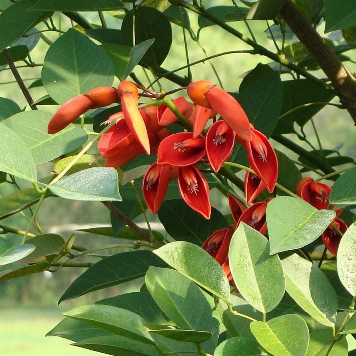 Compra semillas de Erythrina caffra (Árbol Coral) - Planta ornamental para jardines soleados