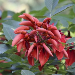 semillas de Erythrina caffra