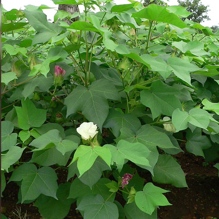 Compra semillas de Gossypium hirsutum (Algodón) - Planta productora de algodón para cultivo