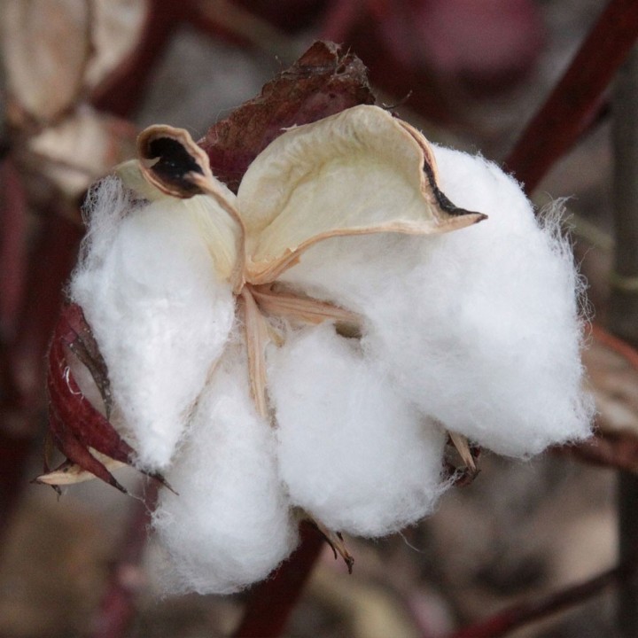 Compra semillas de Gossypium hirsutum (Algodón) - Planta productora de algodón para cultivo