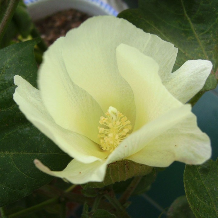 semillas de Gossypium hirsutum