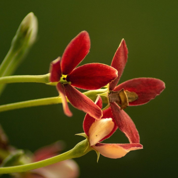 Semillas quisqualis indica, piscuala, quiscualis, arbusto raro
