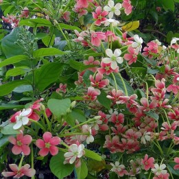 semillas de Combretum indicum