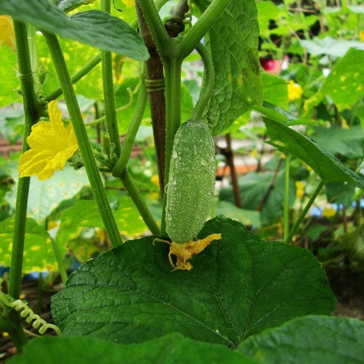 Semillas de pepinillo, pepinillos encurtidos huerto cucumis sativus