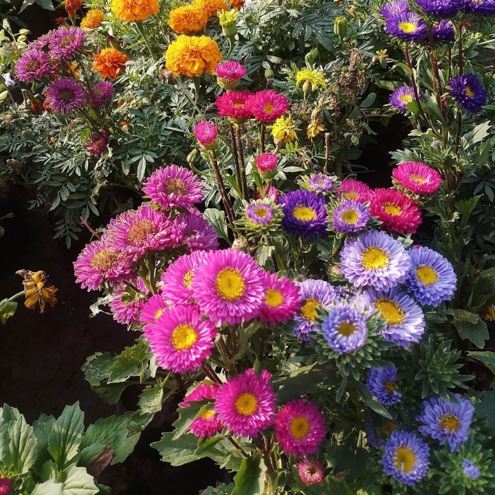 Semillas de Reina Margarita, Callistephus chinensis aster china chino