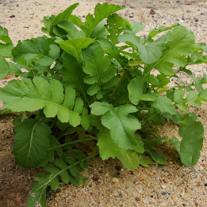 rabanito planta