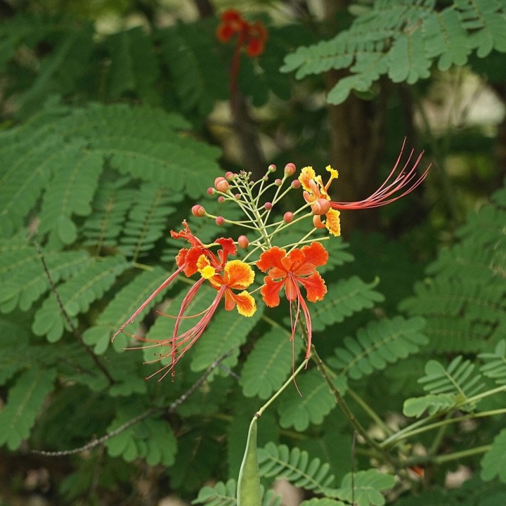 Semillas de Caesalpinia pulcherrima | Planta tropical exótica