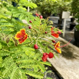 Caesalpinia pulcherrima semillas