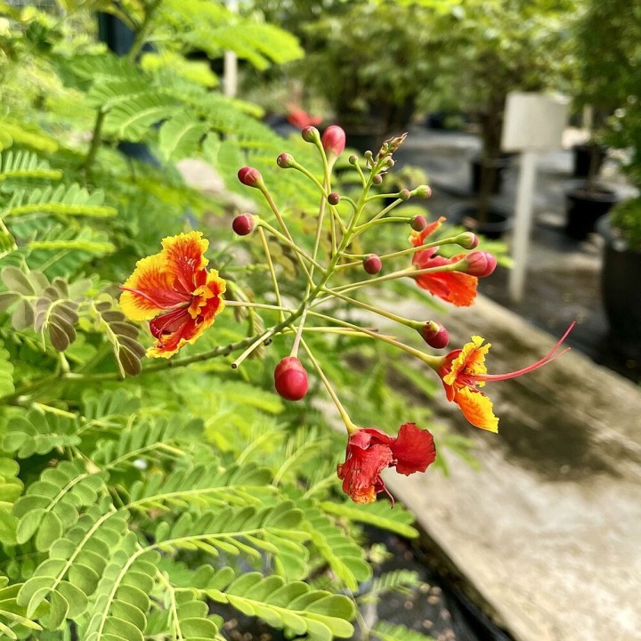 Caesalpinia pulcherrima semillas