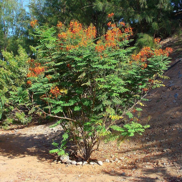 Semillas de Caesalpinia pulcherrima | Planta tropical exótica