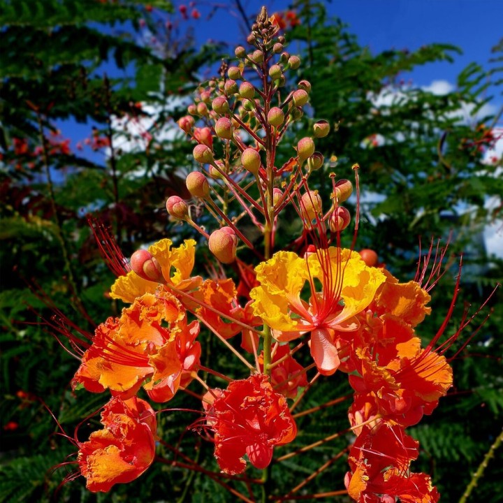 Semillas de Caesalpinia pulcherrima | Planta tropical exótica