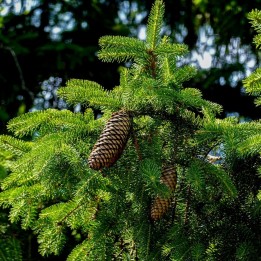 semillas de Abies nordmanniana