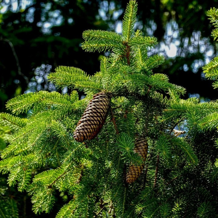 semillas de Abies nordmanniana