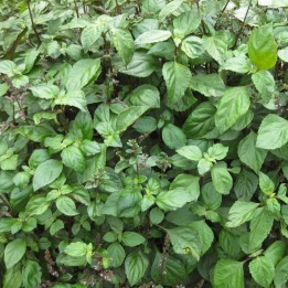 Pachuli - 1 planta