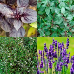 Pack "Plantas Aromáticas para Autosuficiencia" - Semillas
