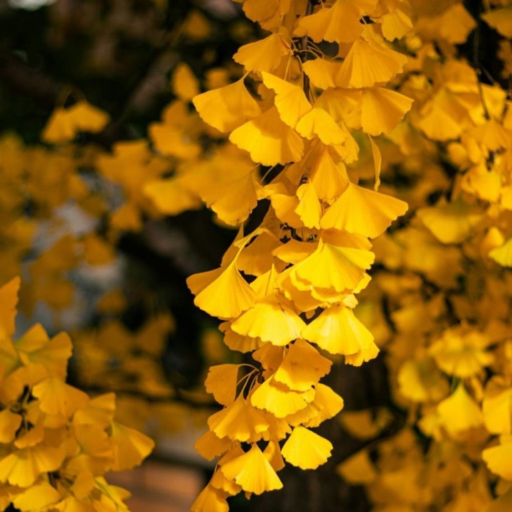 Plantas de Ginkgo biloba, arbol fosil viviente arboles raros exóticos