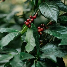 Cafeto - Planta