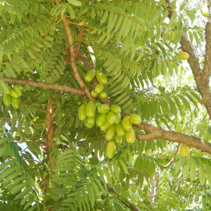 Averrhoa bilimbi - 5 semillas