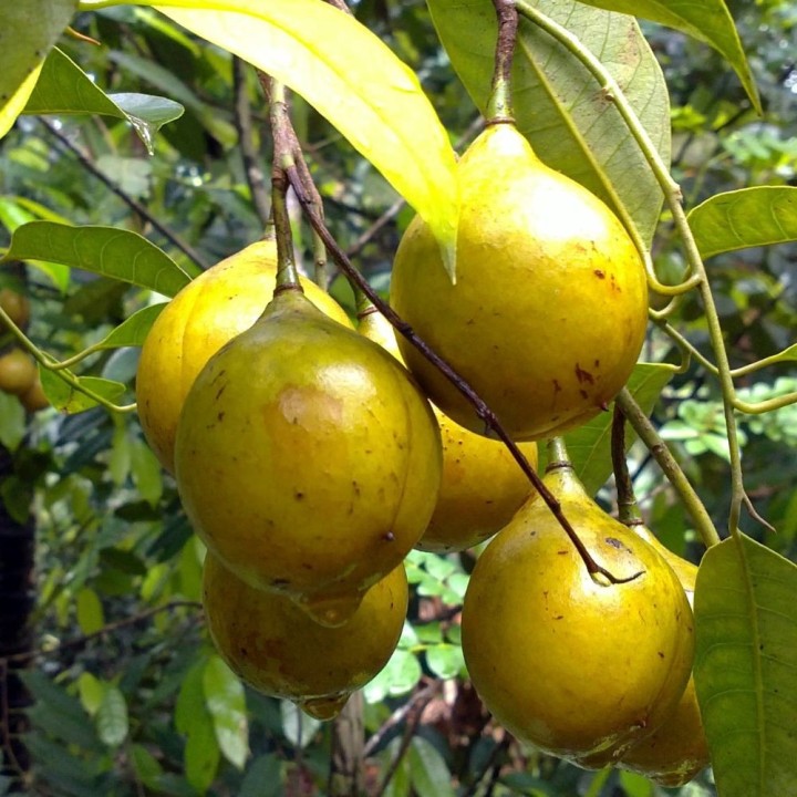 Semillas de Nuez moscada fresca (Myristica fragrans) para sembrar