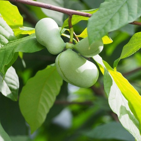 Pawpaw - 4 semillas