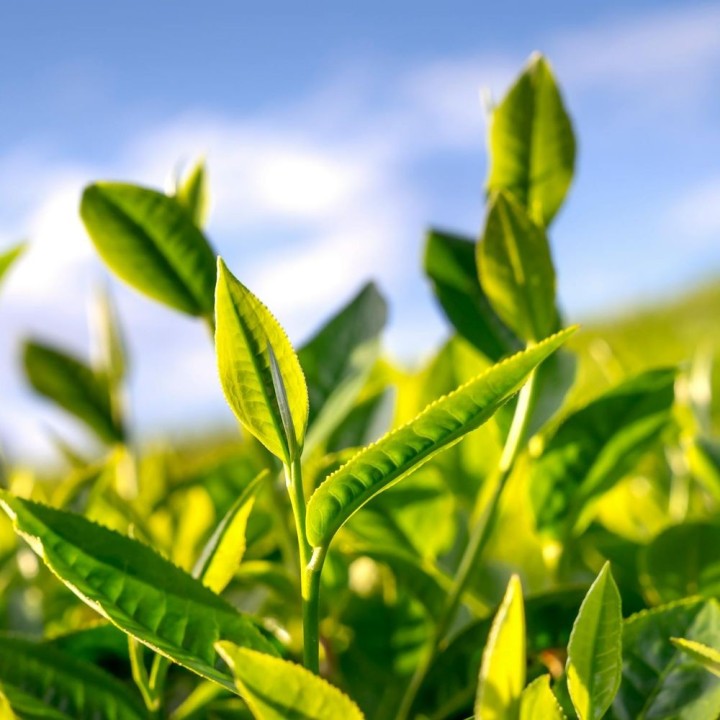 Semillas de Camellia sinesis, planta árbol del té, sembrar camelia te