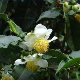 Camellia sinensis semillas
