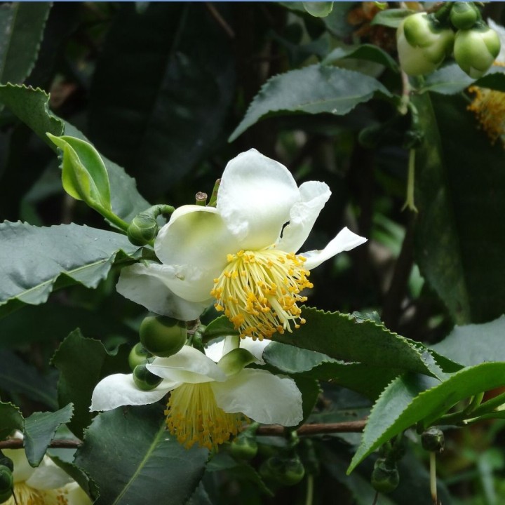 Camellia sinensis semillas