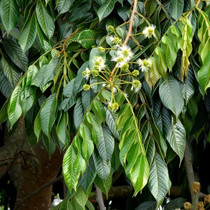 Inga - Semillas