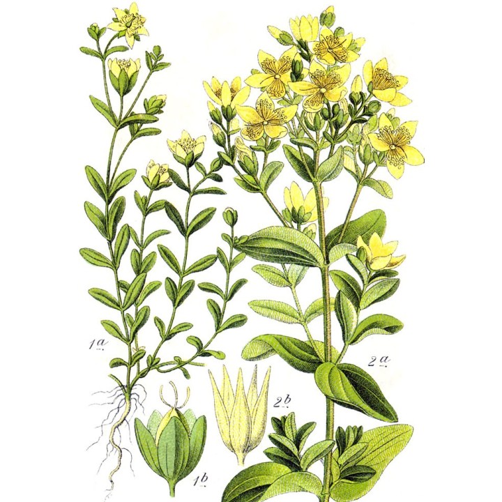 semillas de hierba de san juan Hypericum tetrapterum precio
