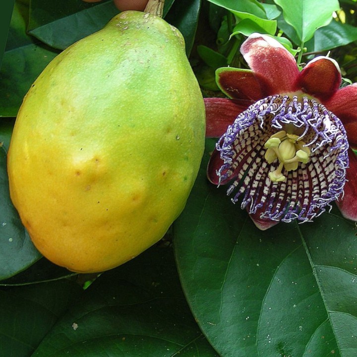 Passiflora alata - Semillas
